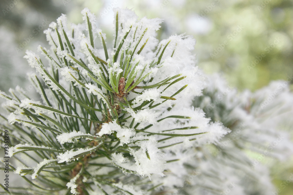 Pine branches covered with hoarfrost Pine branches covered with hoarfrost