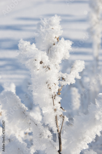 Winter tree branch with snow