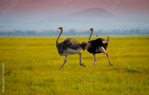 African ostrich photo