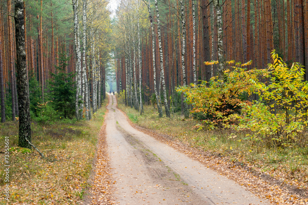 Fototapeta premium Road through the autumn forest