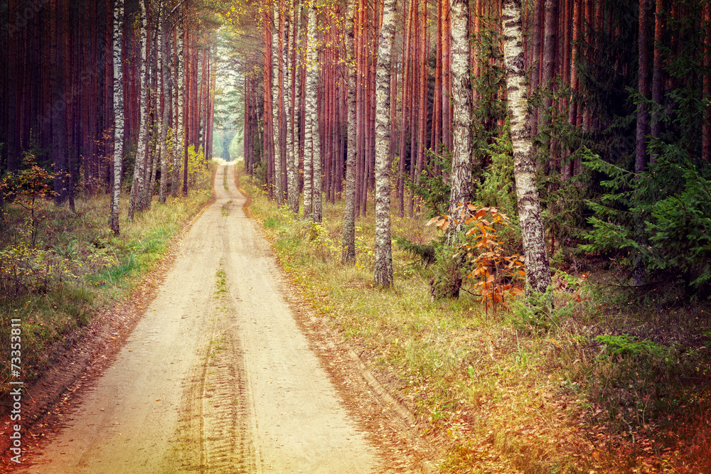 Obraz premium Road through the autumn forest