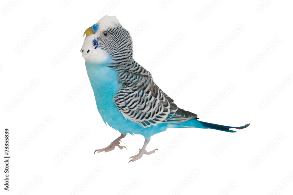 Fototapeta premium Blue budgerigar on white background