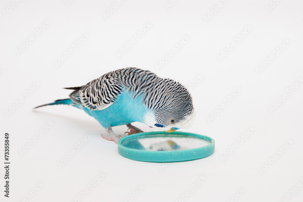 Fototapeta premium Blue budgerigar looks in mirror
