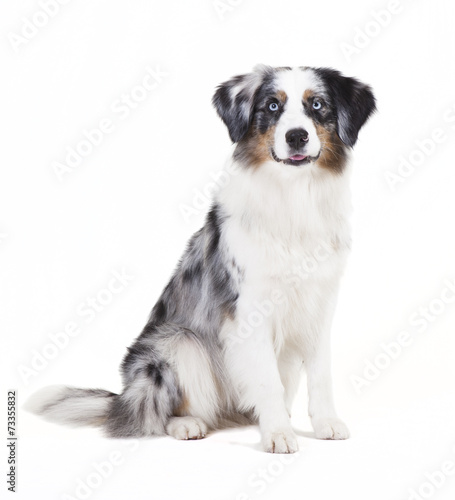 Fotografie austrailian shepherd sitting