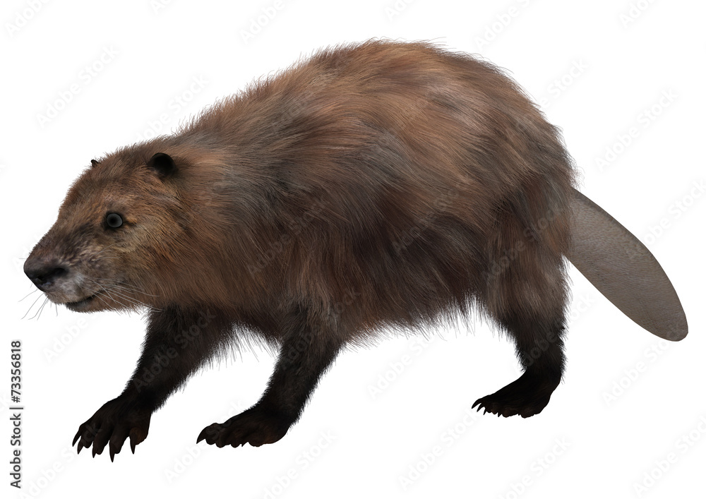 Beaver on White Beaver on White
