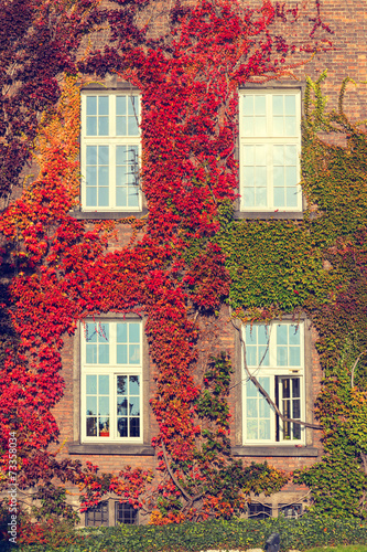 Climbing vines of ivy on a house, vintage look