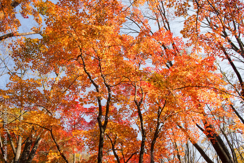 The colors of autumn