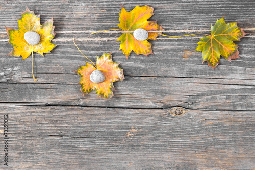 Colorful fall autumn leaves on wood background