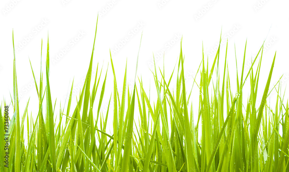 Green grass isolate daylight Green grass isolate daylight