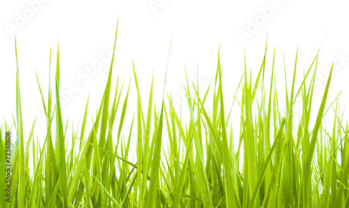 Green grass isolate daylight
