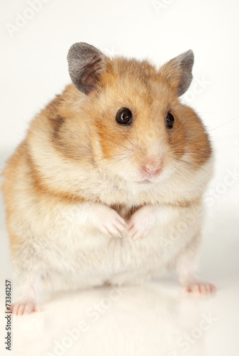 a hamster isolated on a white background