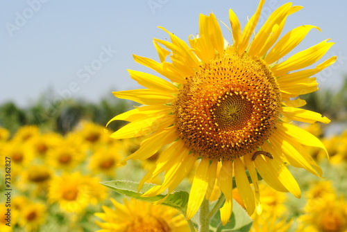 sunflowers