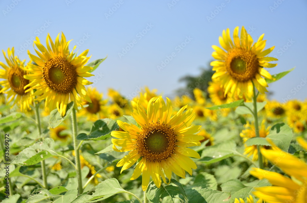 sunflowers