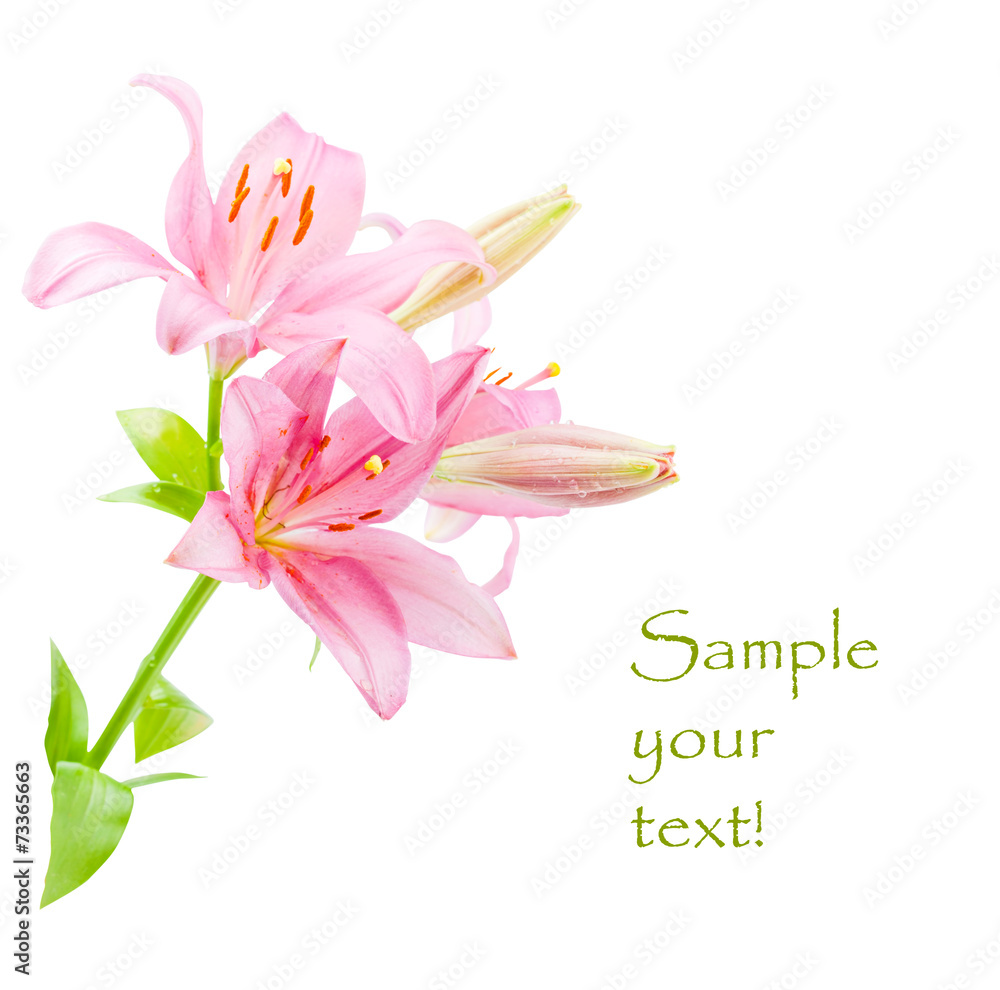 Fototapeta premium pink lily isolated on white background