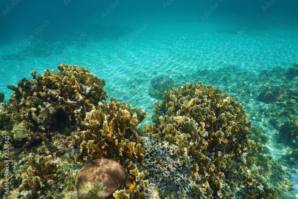 Underwater landscape in a Caribbean coral reef