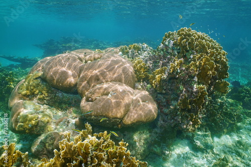 Underwater landscape in a reef of Caribbean sea
