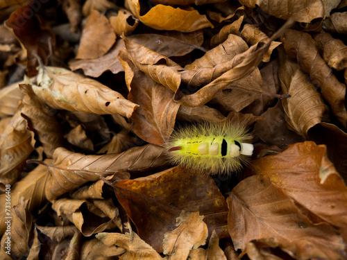 Pale tussock grub on dried leaves photo