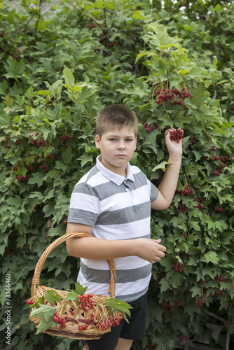 Boy collects berries of viburnum in the garden