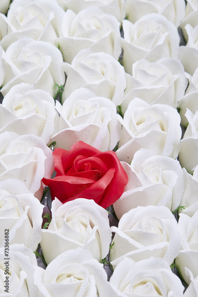Obraz premium roses