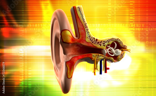 Ear anatomy