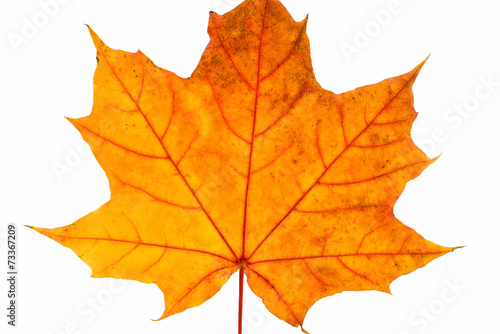 autumn leaf close-up