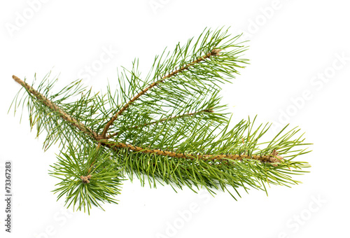 The image of a branch of the pine