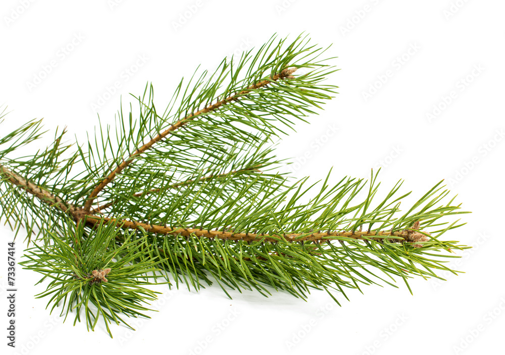 The image of a branch of the pine The image of a branch of the pine