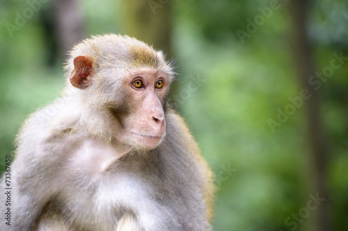 Macaque of Guiyang, China © SeanPavonePhoto