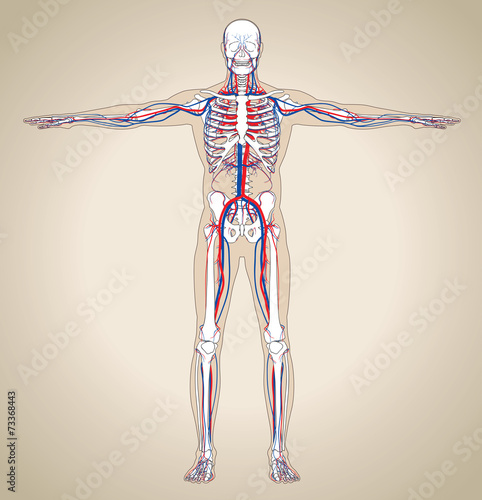 Human (male) circulatory system