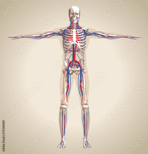 Human (male) circulation system and nervous system