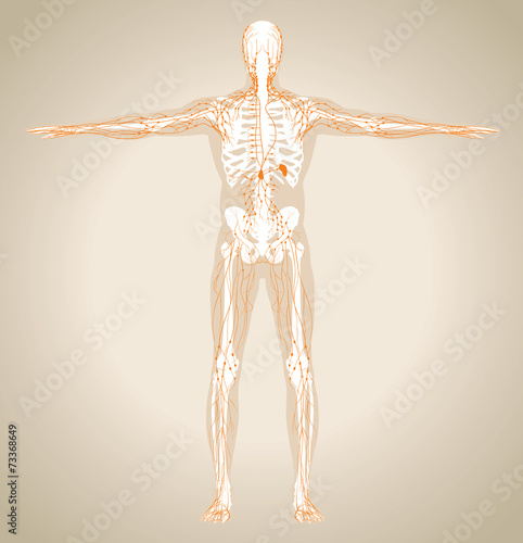 Human (male) lymphatic system