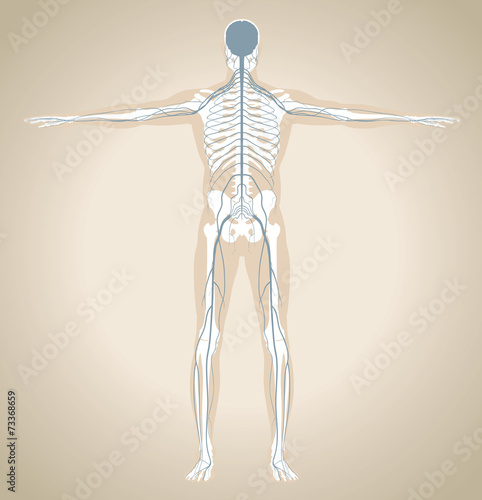 The human nervous system