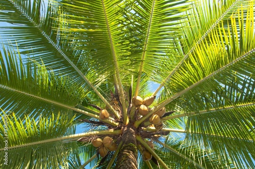 Leaf of palm trees