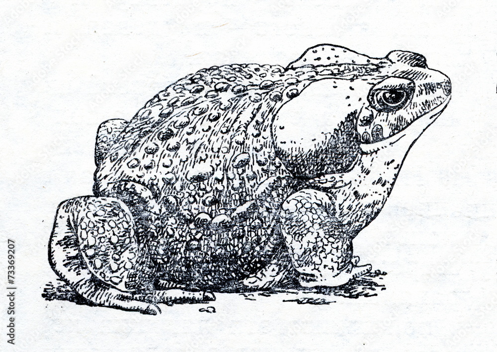 Cane toad (Rhinella marina)
