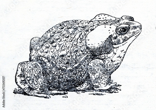 Obraz na płótnie Cane toad (Rhinella marina) w salonie