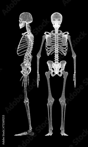 Human body, skeleton © podsolnykh