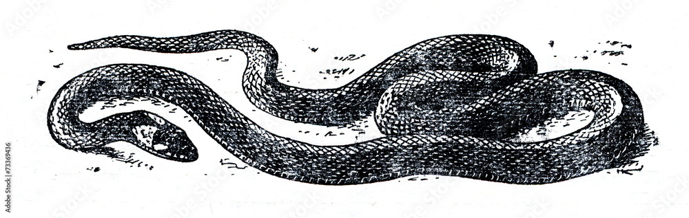 Grass snake (Natrix natrix)