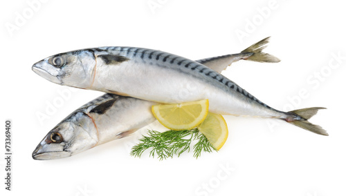 Принти на полотні mackerel fish isolated