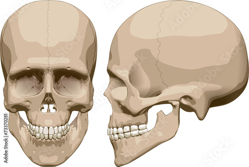 Human skull (male). Vector illustration