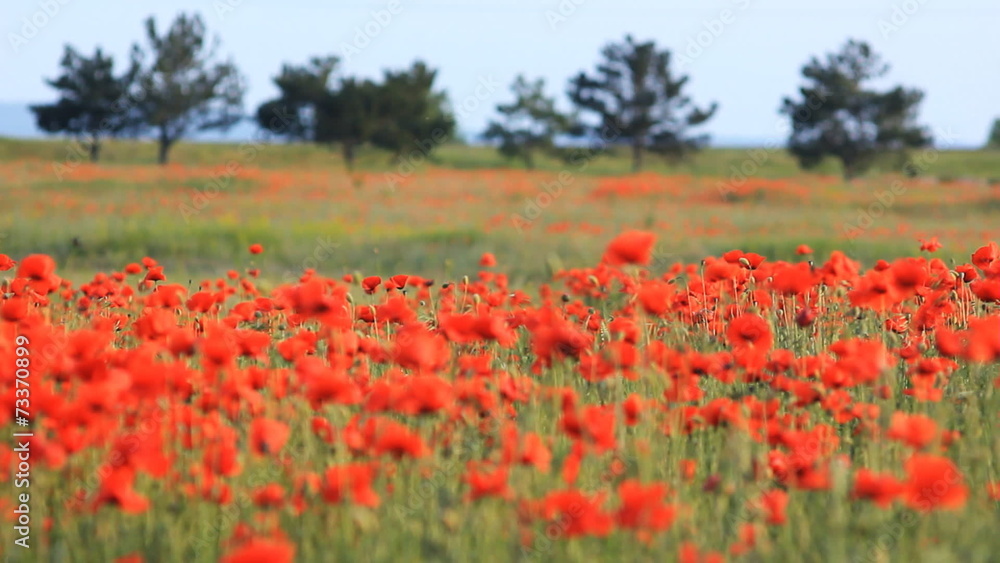 poppy field