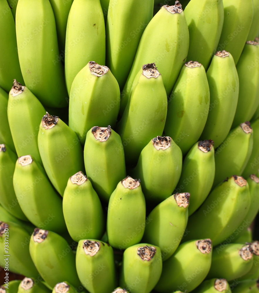 Platano de canarias Platano de canarias