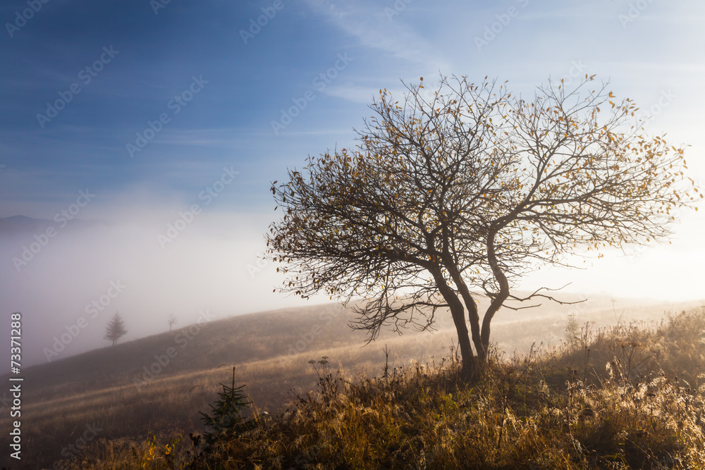 lonely tree in autumn