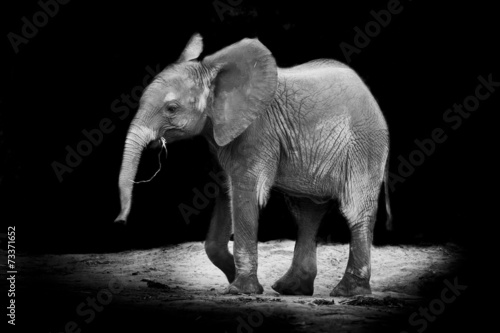 Baby elephant