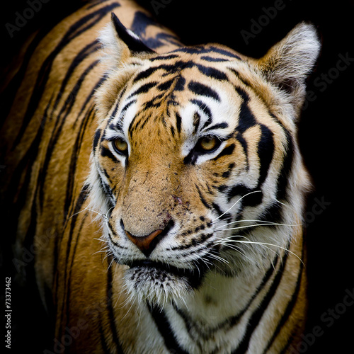 Tiger © art9858