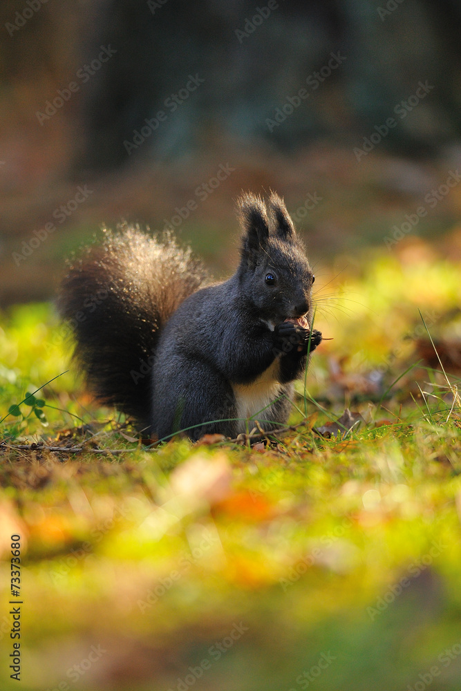 Brown squirrel with hazelnut on grass Brown squirrel with hazelnut on grass