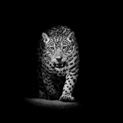 Glasbilder Tieren Leopardenporträt  © art9858