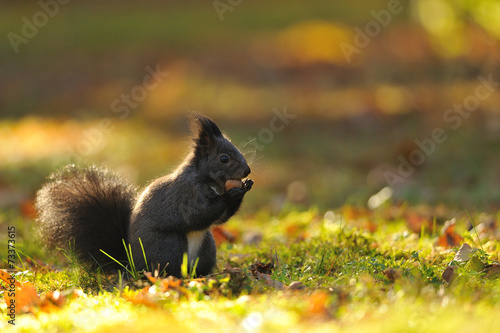 Brown squirrel with hazelnut on grass