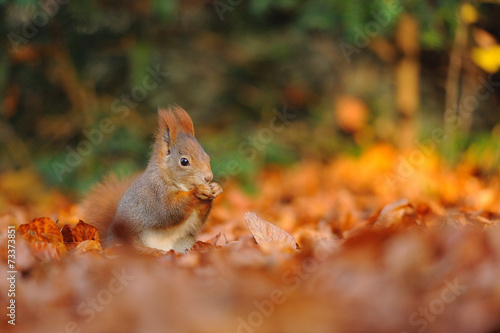 Red squirrel with hazelnut on leafs