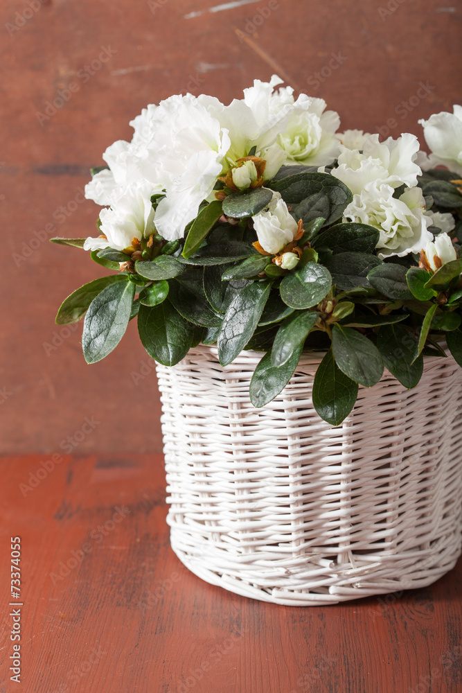 beautiful white azalea flowers in basket over rustic background beautiful white azalea flowers in basket over rustic background