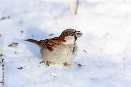 Passer domesticus, House Sparrow. © fotoparus
